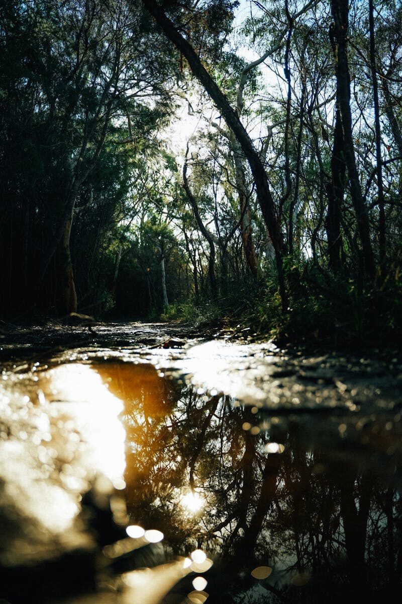 Captivating sunlight reflection in a tranquil forest creek in New South Wales, Australia, during golden hour.