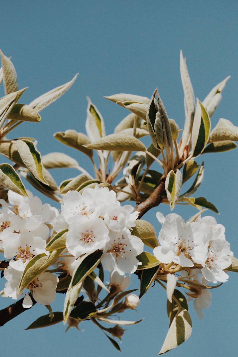 White blossoms in close-up against a blue sky, symbolizing spring.