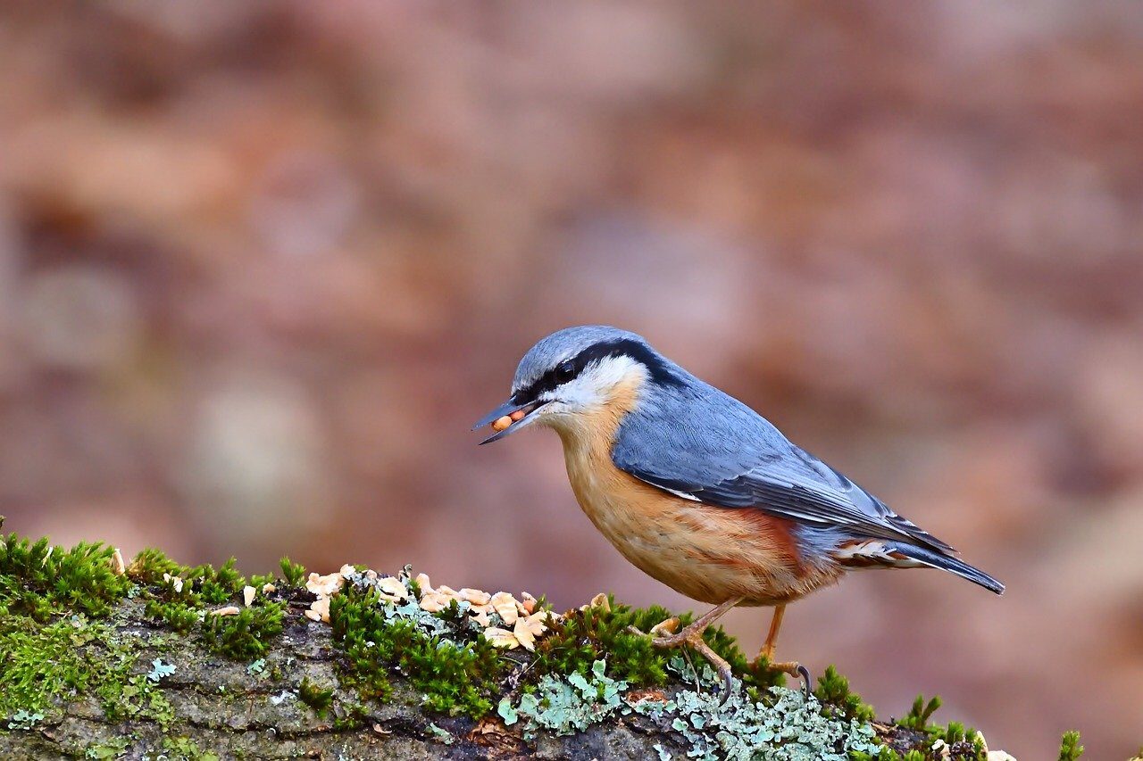 nuthatch, bird, nature, wildlife, beak, plumage, ornithology, tree, bird watching